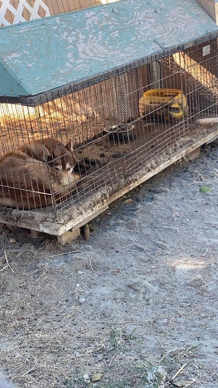 Young Siberian husky kept in a rabbit cage by owner has been freed and released to rescue organization