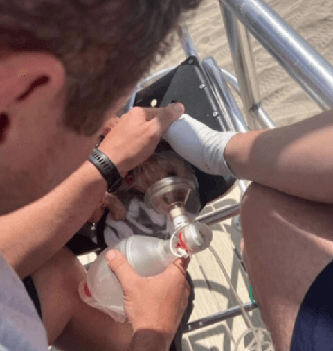 Miami lifeguards rescue small dog from drowning while playing at beach