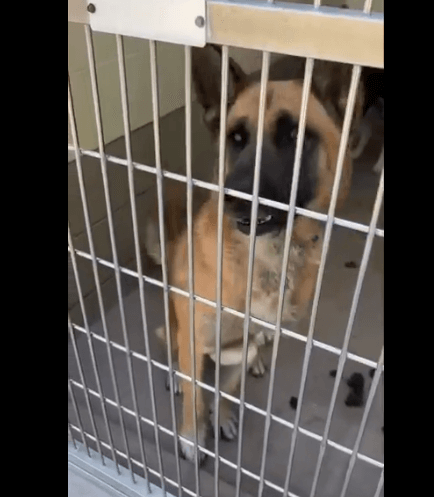 Three-year-old German shepherd on euth’ list because he was reported to have killed chickens