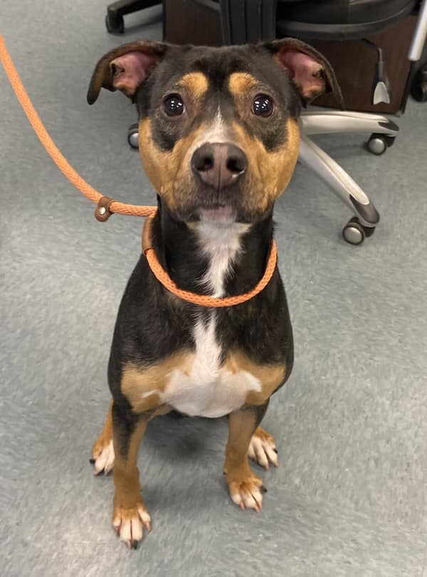 Jogger hears barking coming from storm drain and called fire department to rescue pup