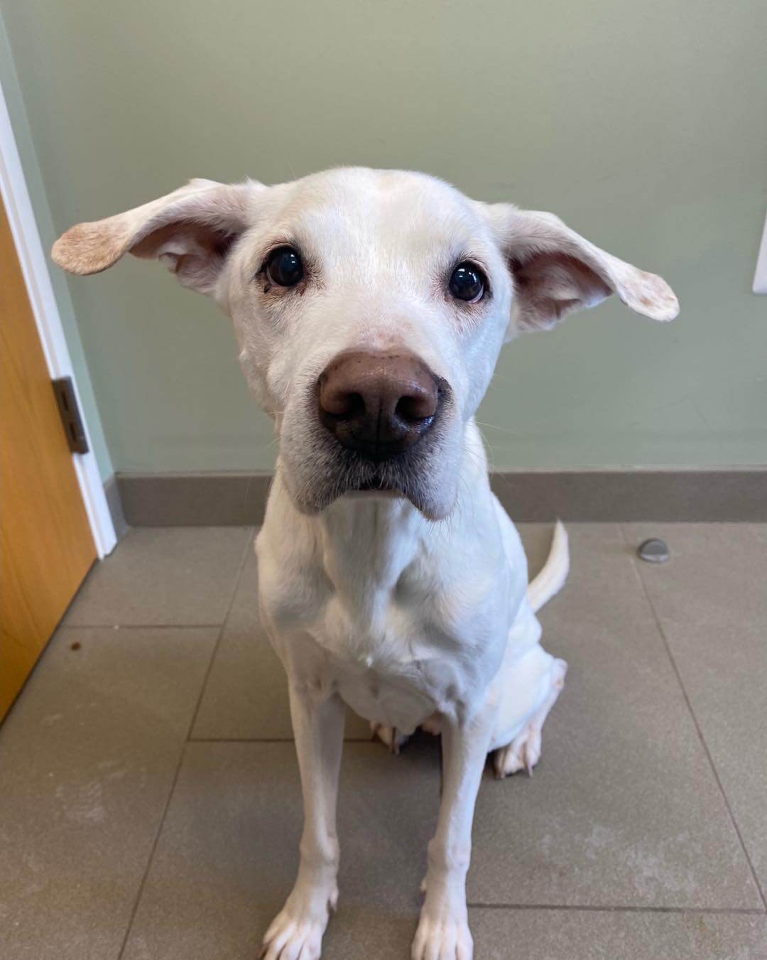 Senior dog went from truck to truck begging for food before he was rescued