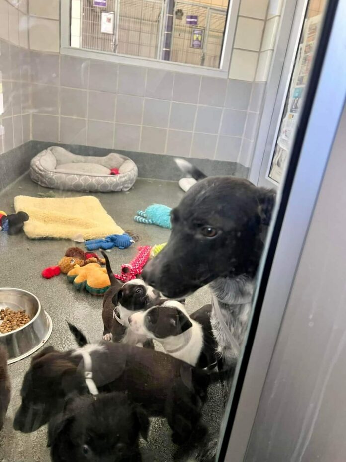 Friendly rat terrier and her adorable puppies are scheduled to die on Monday at Texas shelter