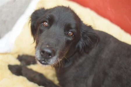 12-year-old Lab dumped at shelter: Had been with family since 6-weeks-old
