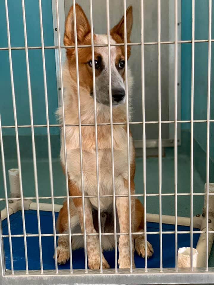 Mike cattle dog 2