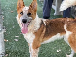 mike-cattle-dog