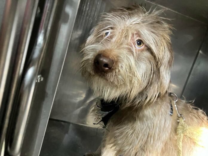 Frightened and mistreated ‘Mikey’ hides in the corner of shelter as his time runs out