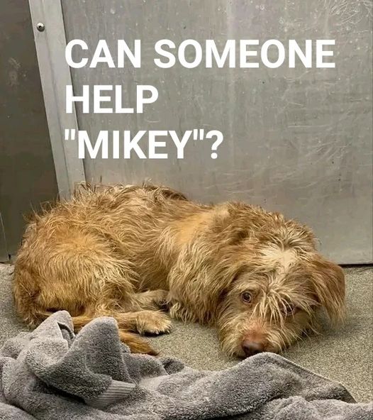 mikey-stray