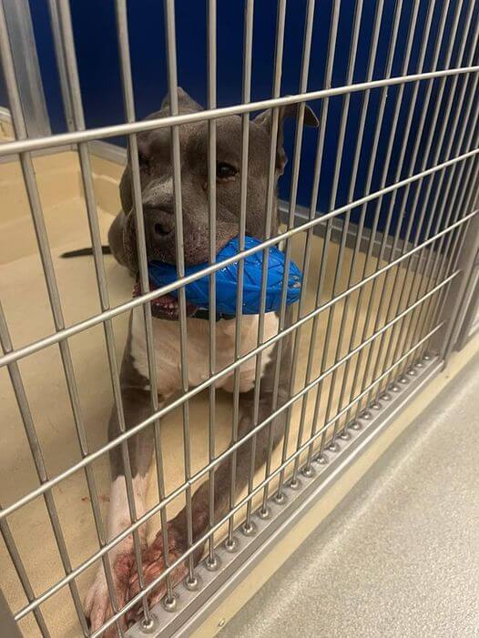 Lonely shelter pup’s only companions are his toy and blanket