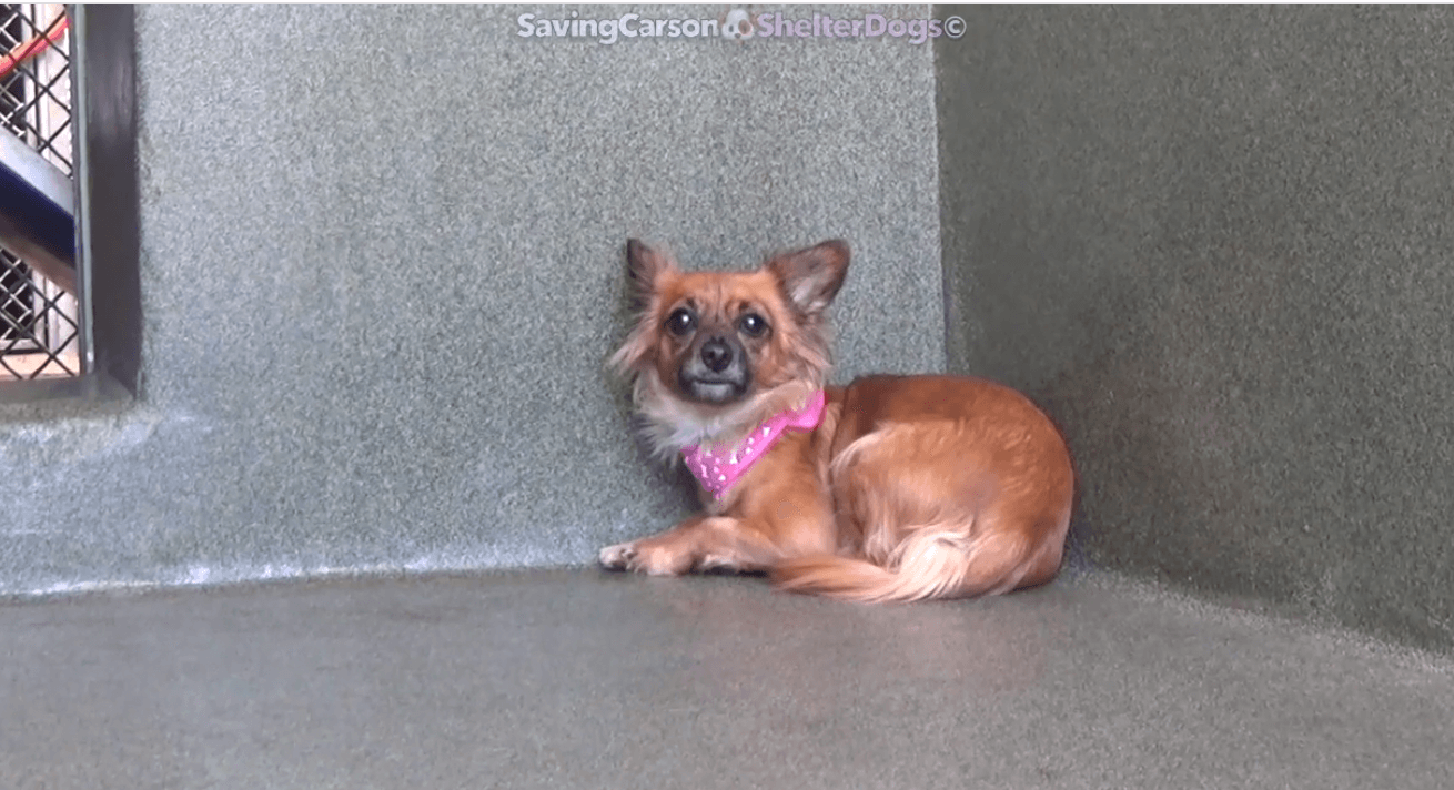 Pup came into shelter wearing a bandana but her family never came