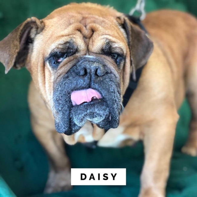 Miley Cyrus adopts stray pup rescued by Fresno fire department