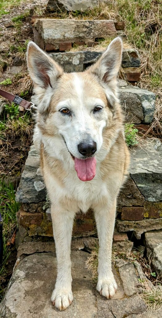 milford-dog-3-524x1030-1