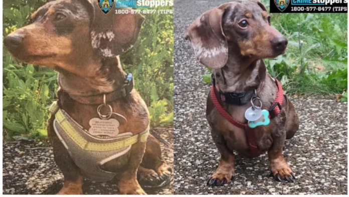 Teen girls arrested for stealing beloved dachshund ‘Milkshake’ insisting owner pays ransom