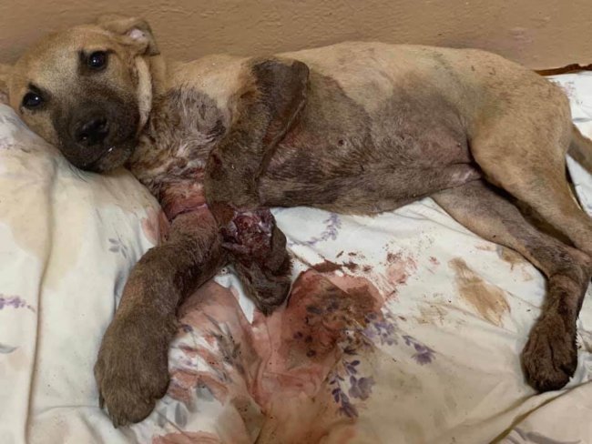 Run over by a car and dragged Milly’s life hanging by a thread