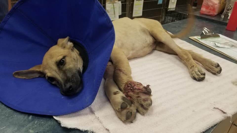 Update on Milly run over by a car and dragged