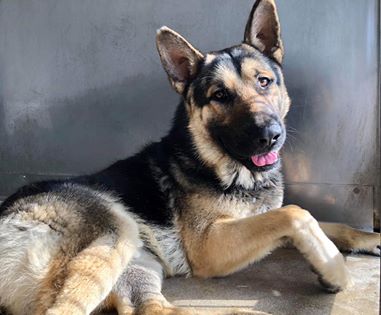 Alpha the hero: German Shepherd guards deceased owners bodies from predators for 48 hours in snow