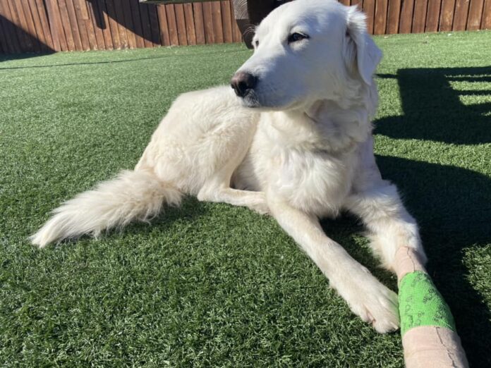 Dog shot with bow and arrow surely had guardian angel and now needs a home