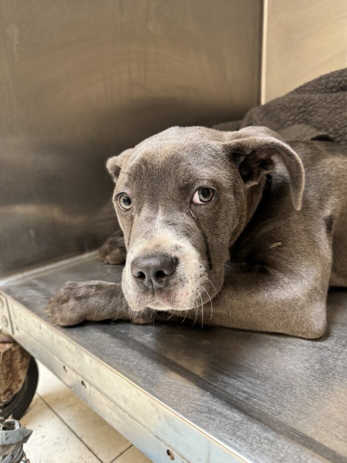 ‘Sweet’ puppy abandoned with heartbreaking note as staff wiped away tears from her eyes