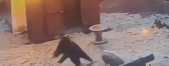 Courageous mini pig ‘Barbie Q’ defended her fellow animals against a bear at Vancouver Island farm