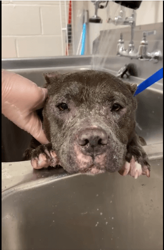 Senior dog who watched cars pass by after she was dumped on side of road enjoys the first bath of her life