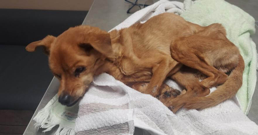 Heartbreaking video of 5 pound emaciated dog begged a Texas rescue to help