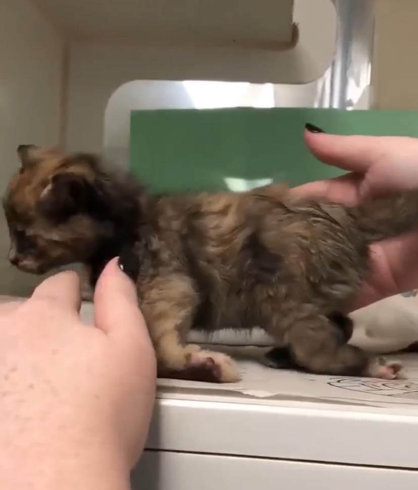 Four week old kitten caught in rat trap now in the best of care