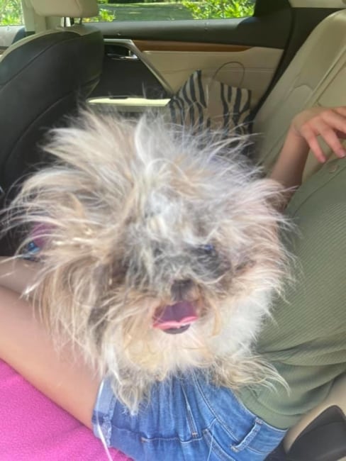 Tiny dog ‘Minnie Pearl’ missing for 200 days reunited with her family