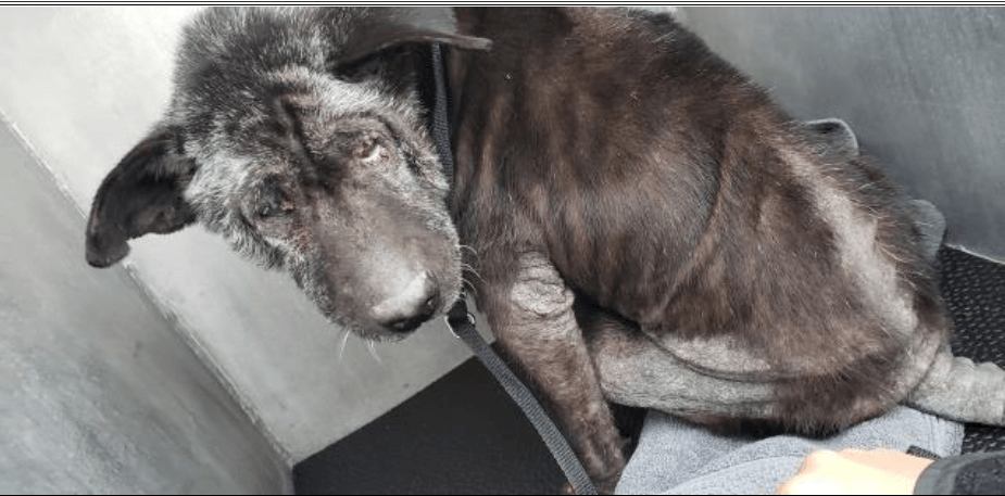 Either a stray on her own for a long time or victim of extreme neglect let us help Minty find the life she deserves