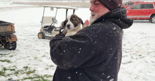 53 dogs and three crew members safe after plane crashes on Wisconsin golf course