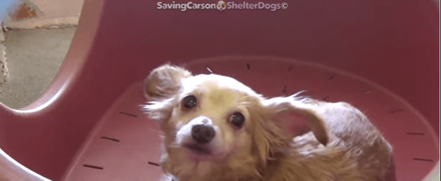 Pup in a bucket needs help finding a home out of high kill shelter