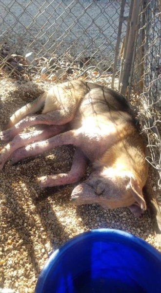 Shelter thought ‘she was dead’ but dog in severe pain barely moved