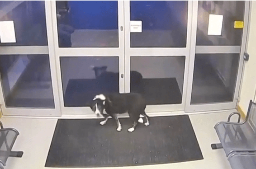 missing-border-collie-2