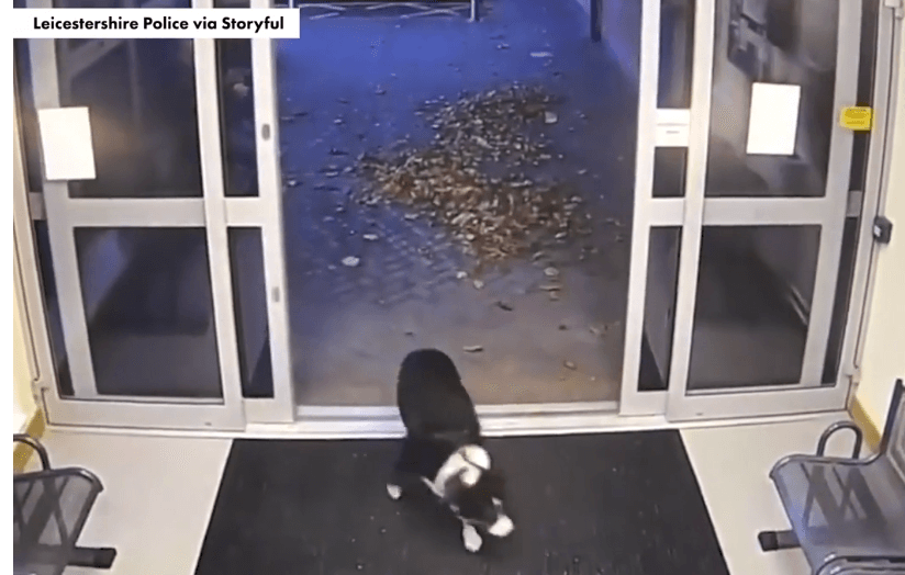 Missing border collie Rosie wanders into police station after getting lost