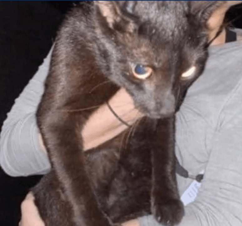 Missing cat from Miami Surfside condo collapse miraculously found alive