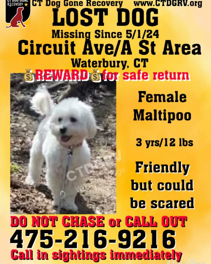 Missing dogs found with their appearances changed