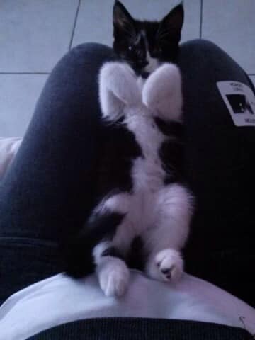 Pet owners who survived Florida condo collapse desperate to find their missing pets