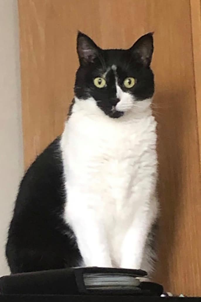 missing-fl-pets-1-686x1030-1