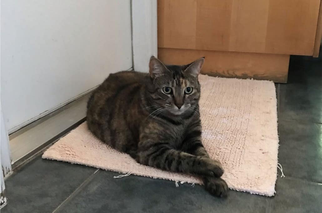 missing-fl-pets-1030x683-2