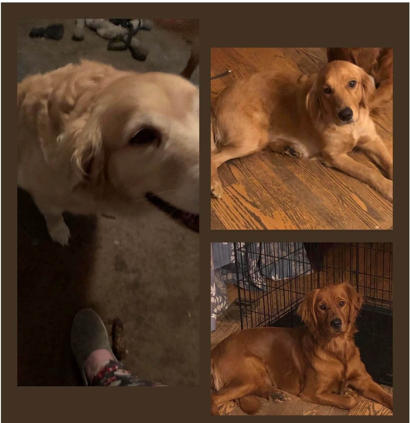 UPDATE: Golden retrievers dumped by owner after bitter divorce have been rescued