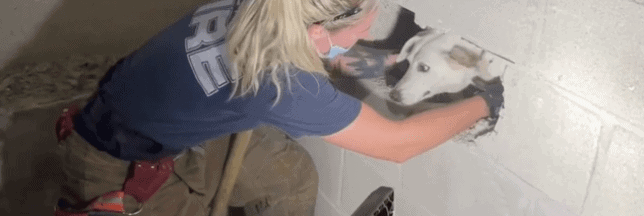 Ohio dog missing for 5 days found inside of wall of his home