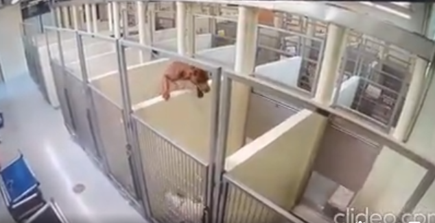 Mission ‘Impawsible’: Dog climbs over wall at shelter to join her doggy pal