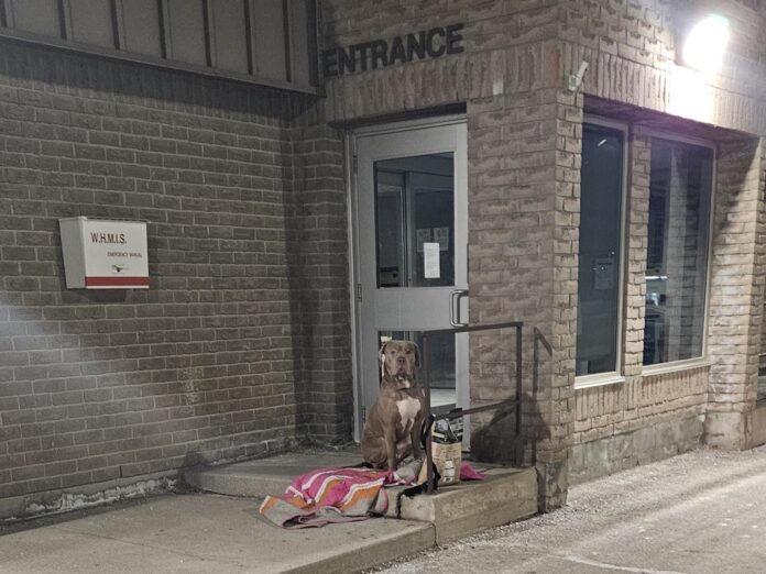 He waited for his family to return: Dog abandoned outside of shelter with all of his belongings
