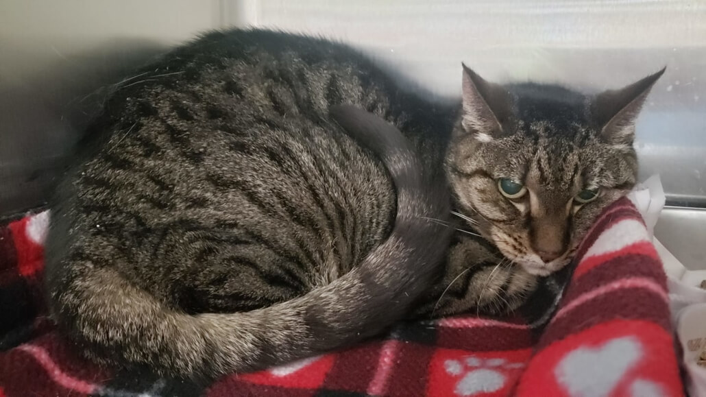 missy-and-cuddles-1030x579-1