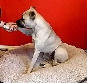 missy-in-winter-coat-1-300x287-1