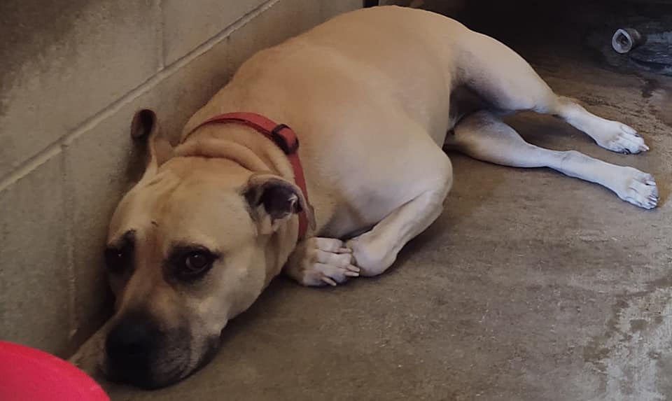 Update on dog who has spent 6 years in shelter after found running after her owner’s truck