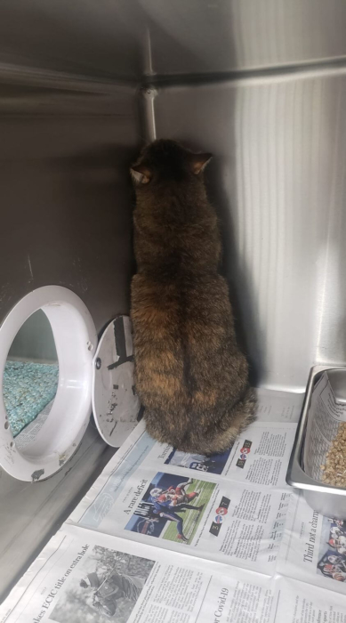 UPDATE on Kitty’s life turned upside down and her missing friend Cuddles