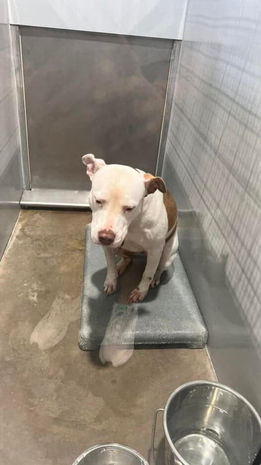 Dog’s look of absolute desperation makes rescuers work even harder