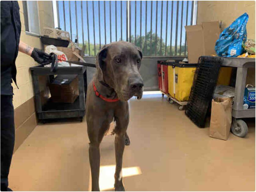 Great Dane is big and beautiful and needs someone to love