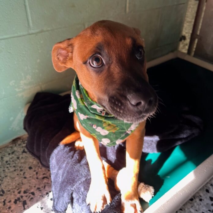 Two month old puppy with non stop wiggly tail needs a home for the holidays