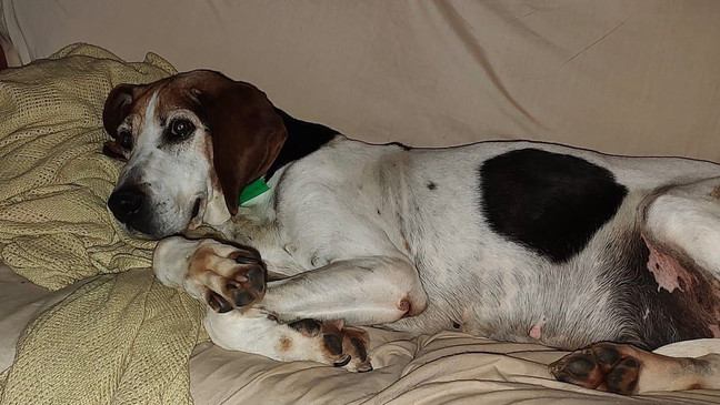 Hound dog waited 7 years at shelter to find his home and it happened