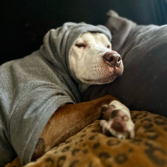 Sweetest senior woos hearts snuggling in foster home waiting for her ‘person’